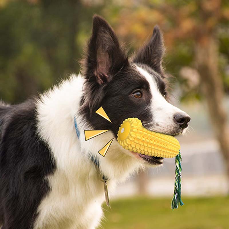Hot Selling Large Size Corn Sh - Corn Dog Stick reseña y precio